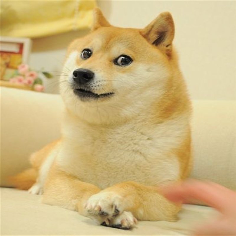 Kabosu the shiba inu, the original doge